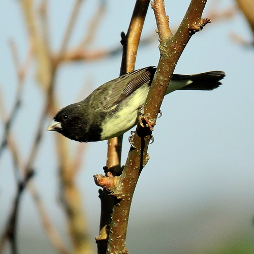 Yellow-bellied Seedeater