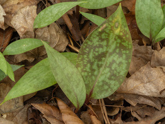 Erythronium umbilicatum