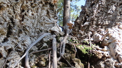 Ficus burkei