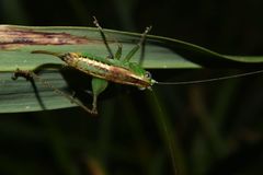 Conocephalus ochrotelus