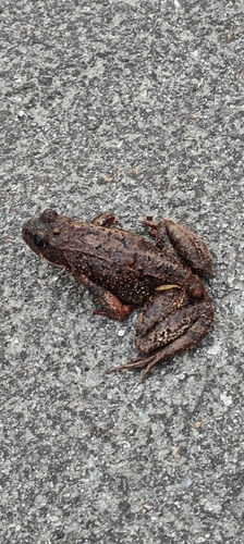 European Common Frog