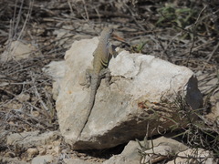 Cophosaurus texanus scitulus