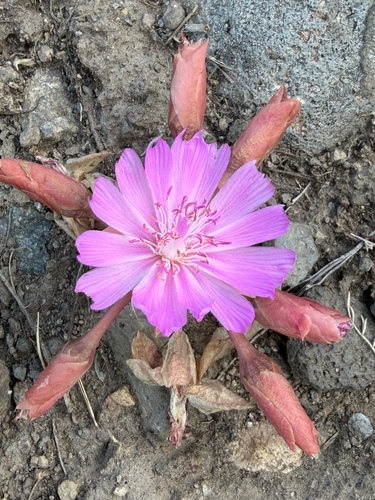 Lewisia rediviva, photograph 2