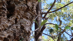 Ficus burkei