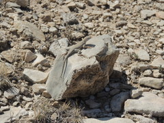 Cophosaurus texanus scitulus