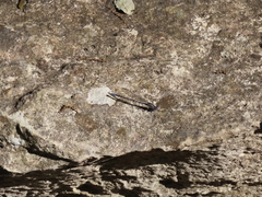 Argia immunda