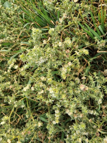 Southern Russian Thistle