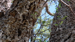 Ficus burkei