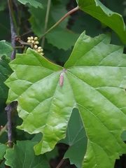 Graphocephala coccinea image