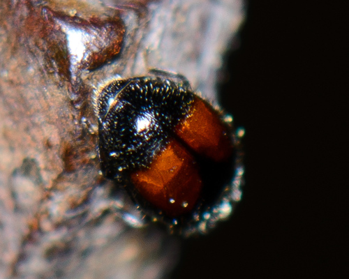 Genus Didion · iNaturalist