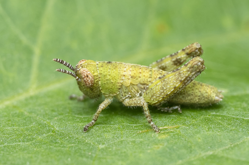 Common Maquis Grasshopper, Südoststeiermark District, Austria, photo 6 of 10