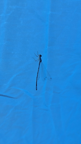 iNaturalist observation photo of Bluets