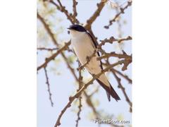 White-Tailed Swallow photo 4