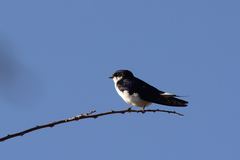 White-Tailed Swallow photo 2