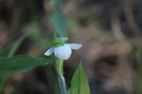 Sparrow's-egg Lady's Slipper