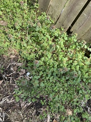 Lamium purpureum