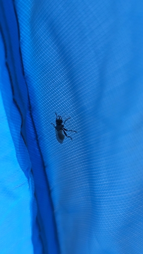 iNaturalist observation photo of Anoplius