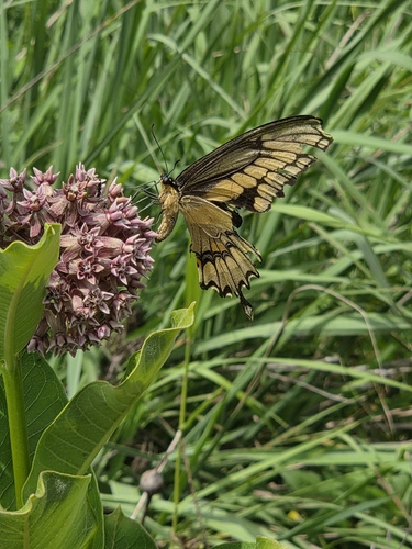 Eastern Giant Swallowtail