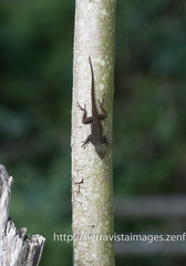 Anolis favillarum