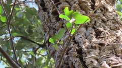 Ficus burkei