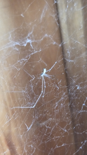 iNaturalist observation photo of Cellar Spiders