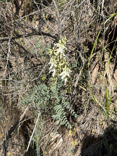 Astragalus drummondii, photograph 5