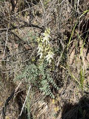 (c) Whitney Brook Matson, some rights reserved (CC BY) Astragalus drummondii, photograph (c) Whitney Brook Matson, some rights reserved (CC BY)