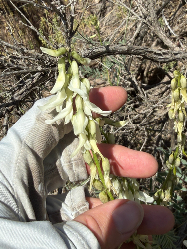 Astragalus drummondii, photograph 6