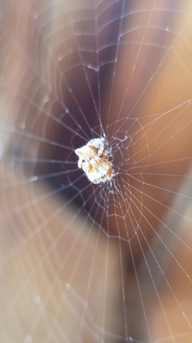 iNaturalist observation photo of Angulate and Roundshouldered Orbweavers
