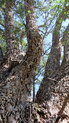 Ficus burkei