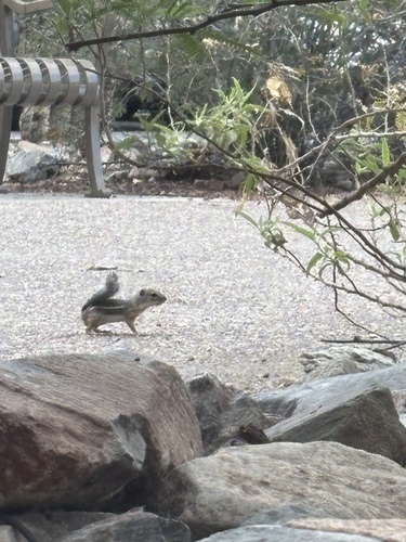 Harris' Antelope Squirrel