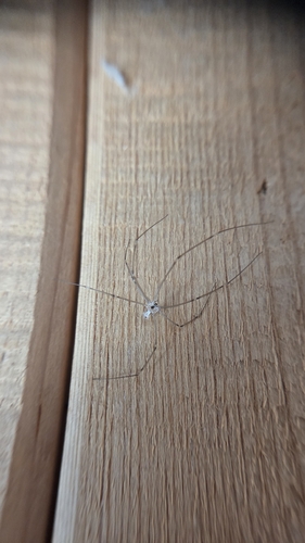 iNaturalist observation photo of Cellar Spiders