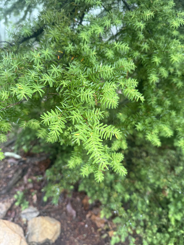 Tsuga caroliniana, photograph 3