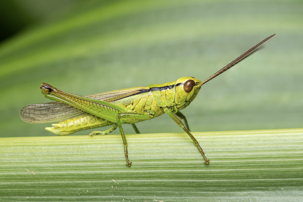 Leek Grasshopper