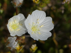 Limnanthes