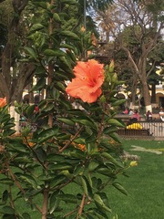 Hibiscus rosa-sinensis