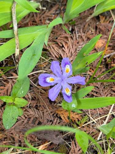 Iris lacustris, photograph 5