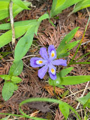 Iris lacustris, photograph (c) Ryan F. Mandelbaum, some rights reserved (CC BY)