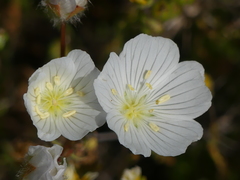 Limnanthes