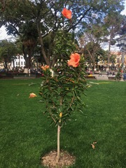 Hibiscus rosa-sinensis