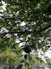 Citrus deliciosa