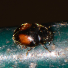 Didion punctatum