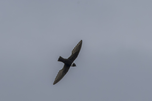 White-collared Swift (Streptoprocne zonaris), photo 7