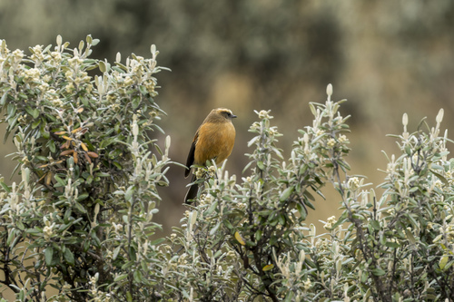 Brown-backed Chat-Tyrant (Ochthoeca fumicolor)
