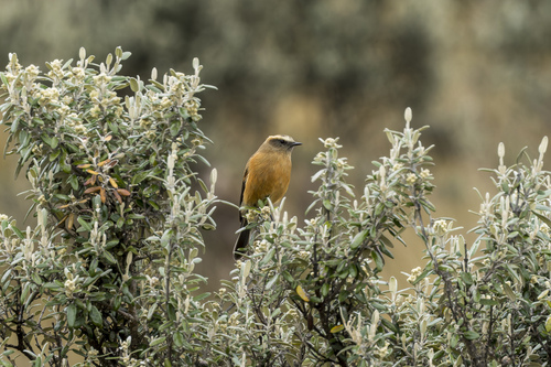 Brown-backed Chat-Tyrant (Ochthoeca fumicolor), photo 2