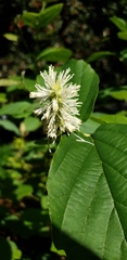 Fothergilla ×intermedia