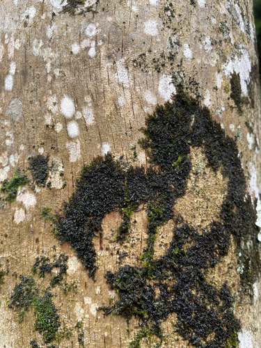 Frullania oahuensis, 2026-06-17