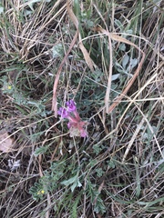 Astragalus shortianus