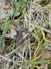Thamnophis sirtalis
