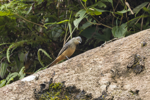 Rufous-tailed Tyrant (Knipolegus poecilurus), photo 2